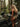 High Waist Brazilian - Forest Muse